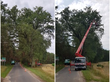 Zabiegi pielęgnacyjne pomników przyrody ZPK, 